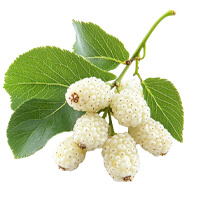 Citrus Aurantium-Regenvive-ingredient